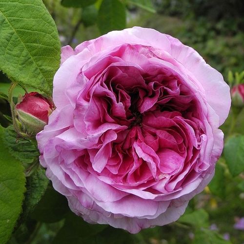 Rosa mit weißem rand - gallica rosen